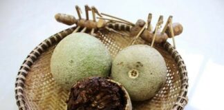 Cả thế giới quý loại trái này còn hơn Đông trùng hạ thảo, Việt Nam có đầy nhưng không ai biết để mà ăn