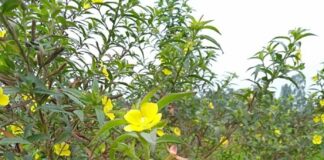 Công dụng của cây rau mương