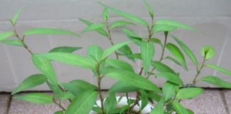 Dù nhà chật hẹp cỡ nào, bạn nhất định phải trồng rau răm ở trong nhà