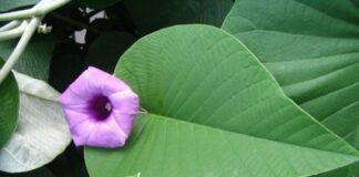 Bạc thau