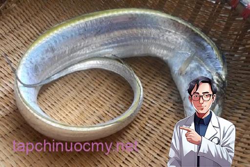 Những điều bạn chưa biết về tác dụng của cá hố
