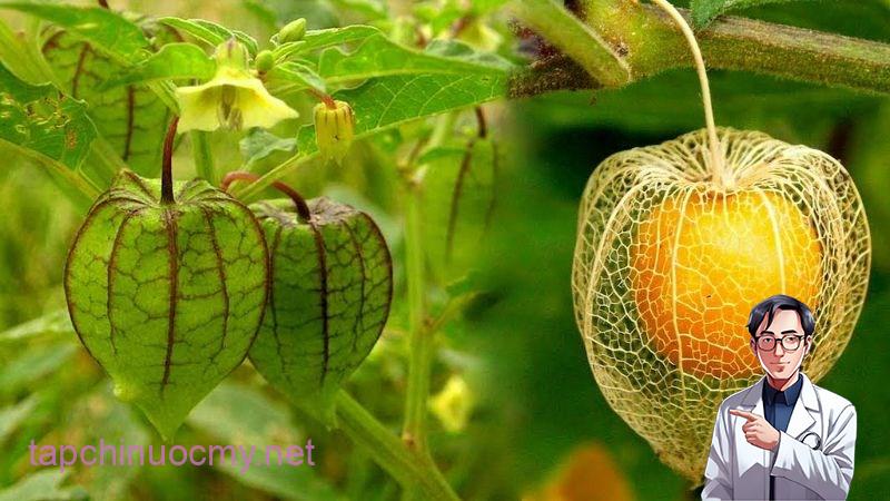 Tấm bóp là một loại cây thảo dược nhiệt đới