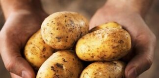 5 thực phẩm tuyệt đối không nên bảo quản trong tủ lạnh – nguy cơ sinh ra aflatoxin gây ung thư