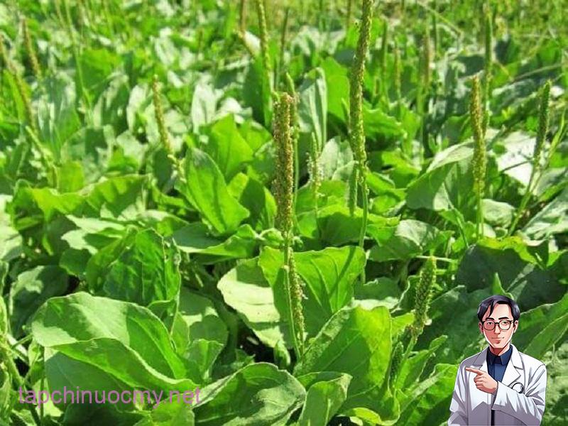 Cây mã đề là loại dược liệu có công dụng hiệu quả trong việc điều trị nhiều bệnh lý khác nhau.