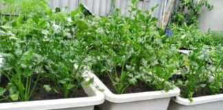 Trồng 3 loại rau này ăn là “khắc tinh” của UT, chỉ cần trồng vài chậu, càng ăn càng tốt cho sức khỏe