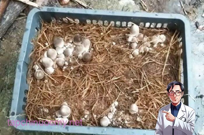 Nấm được mệnh danh là “Đệ nhất thực phẩm chống ung thư“