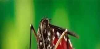 Muỗi Aedes albopictus gây bệnh chikungunya đã có ở Việt Nam