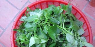 16 tác dụng của cây tầm bóp và các bài thuốc, lưu ý sử dụng
