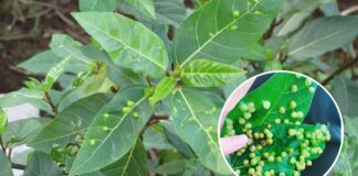 Hai loại lá ‘xin được không mất tiền’ đem phơi khô là dược liệu vàng giúp hạ đường huyết, mát gan, ở Việt Nam có nhiều