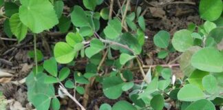 Những bài thuốc hay từ cây kim tiền thảo