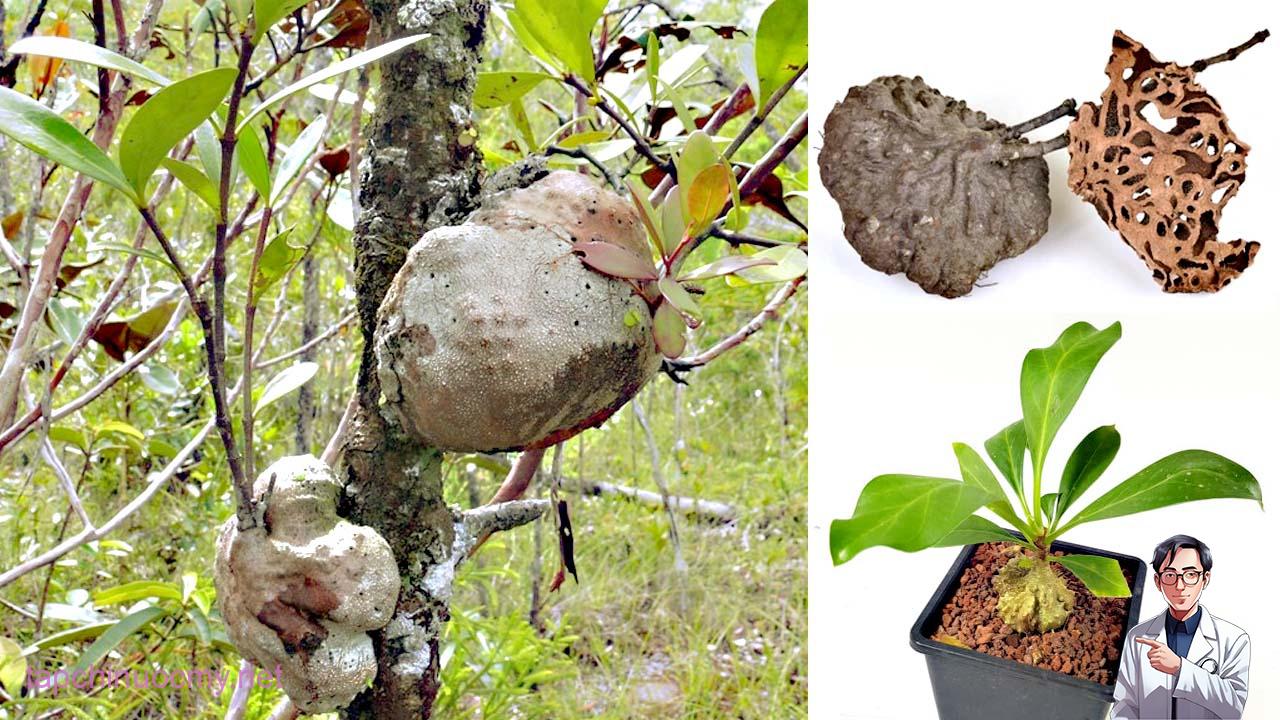 dược liệu bí kỳ nam