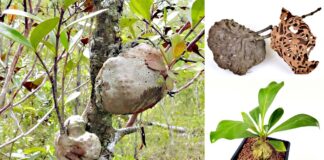 Bí kỳ nam: Cây thuốc mọc hoang giúp trị bệnh gan