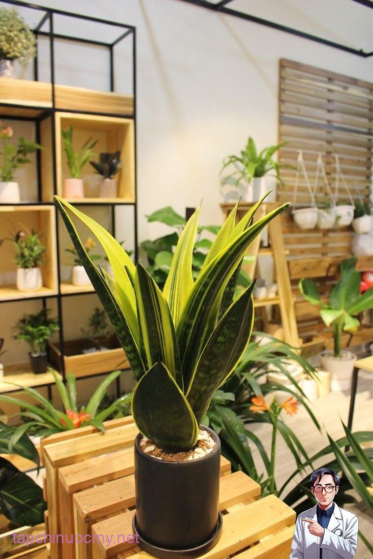 Sử dụng lá hổ có thể hỗ trợ chữa bệnh xoang, ho