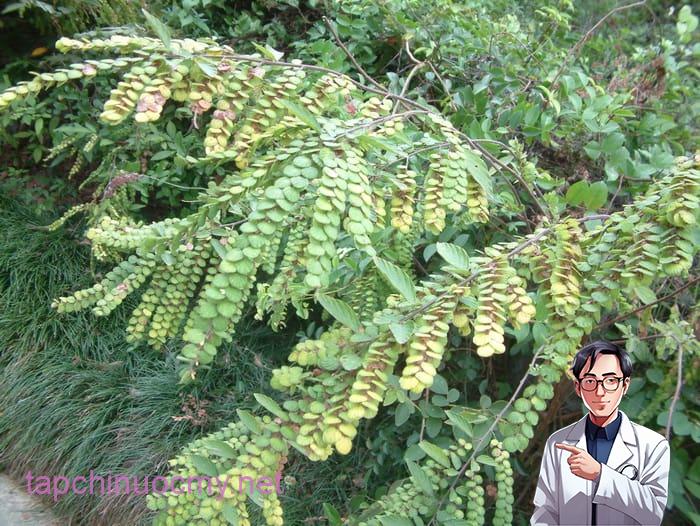 Cây thóc lép thanh lịch (vảy tê tê)