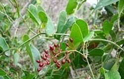 Lợi ích của củ khúc khắc với sức khỏe và cách sử dụng hiệu quả