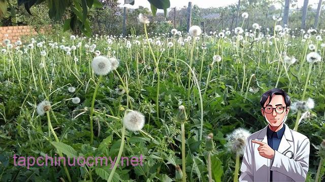 Bṑ cȏng anh có chứa rất nhiḕu thành phần dinh dưỡng.