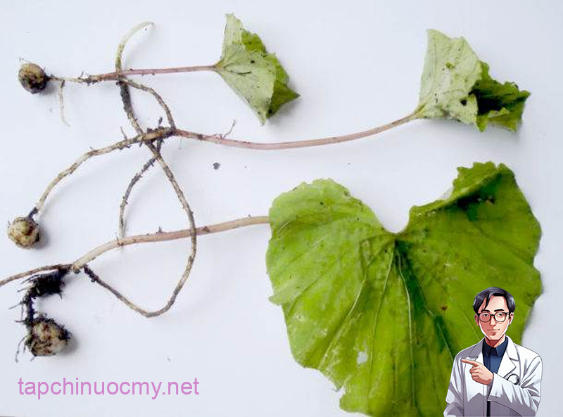 Cây 1 lá được sử dụng toàn bộ, nhưng nhiều nhất vẫn là lá 