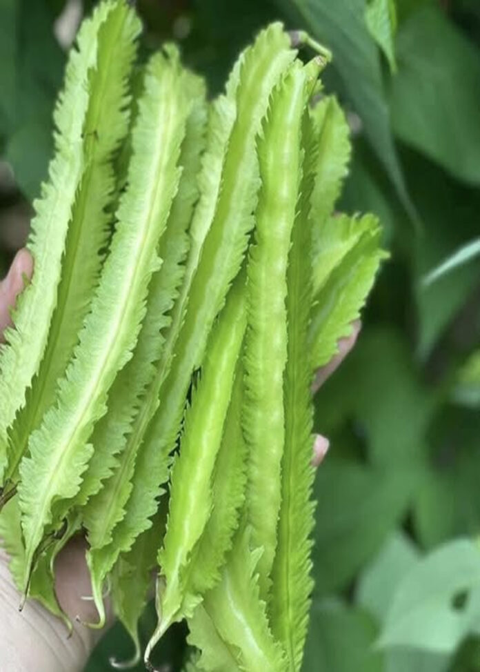 fafge