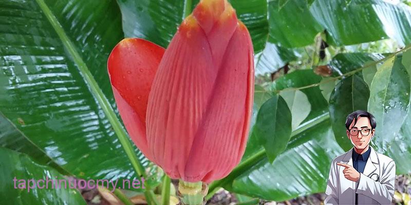 Hoa chuối giúp điều trị vết thương và nhiễm trùng