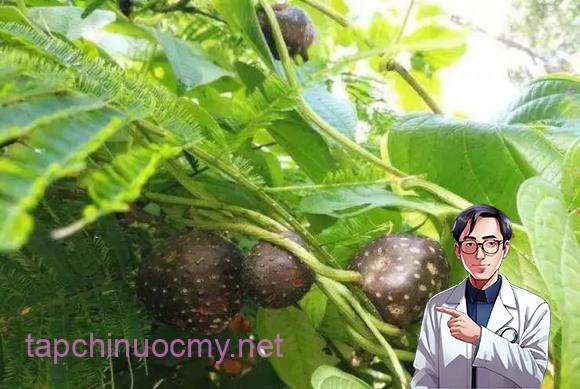Khoai trời, tác dụng của cây khoai trời