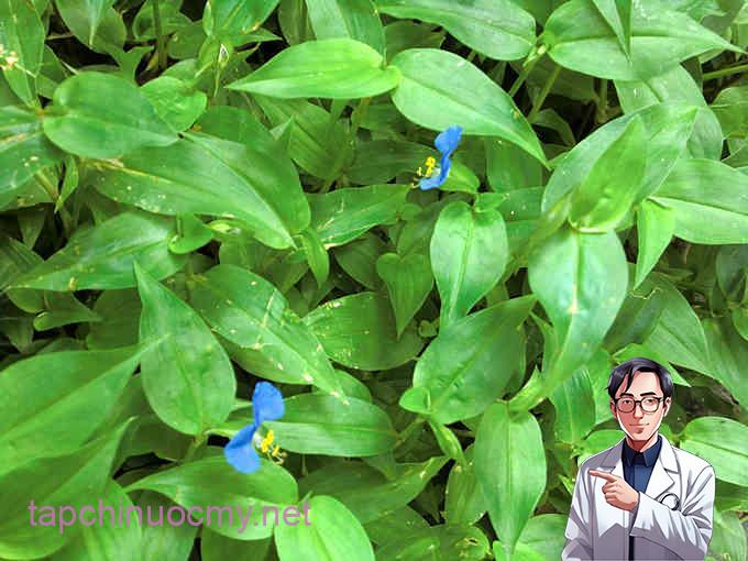 thai lai