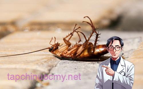 vo-chuoi-diet-gian-03