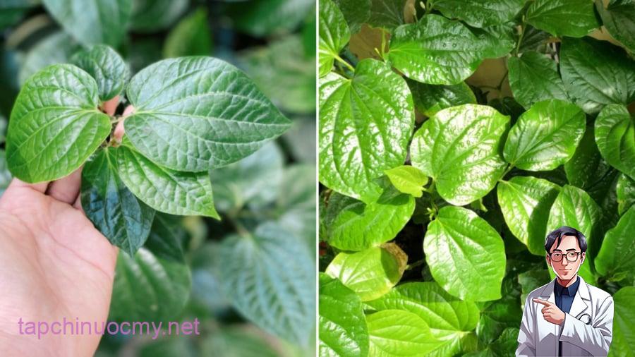 goi-cha-la-lot-03