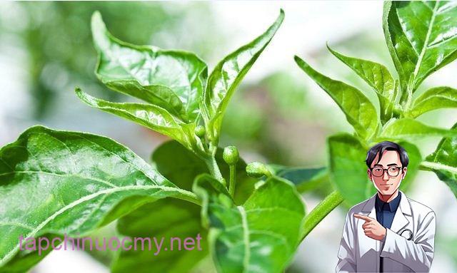 Phần ngọn và lá ớt có thể chế biến thành nhiều món ngon bổ dưỡng