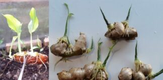 Mẹo trồng Gừng tại nhà cho củ to mập, ăn quanh năm không hết