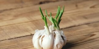 4 loại thực phẩm mọc mầm còn tốt hơn bình thường, nhiều người không biết đem vứt bỏ