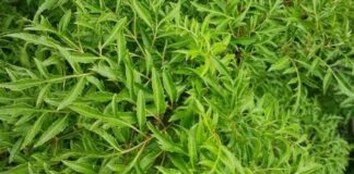 Cây ở bờ rào: ‘Nhân sâm dành cho người nghèo’, thành đặc sản thành phố, tốt cho phụ nữ sau sinh