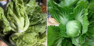 Loại rau bình dân chứa canxi nhiều gấp 8 lần cá, một lá xào được cả đĩa đầy ú ụ