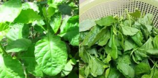 Cải tɾời, thảo dược quý giúp chữɑ lành nhiều loại Ьệnh