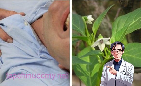 Lá ớt mang ᵭḗn nhiḕu cȏng dụng hữu ích
