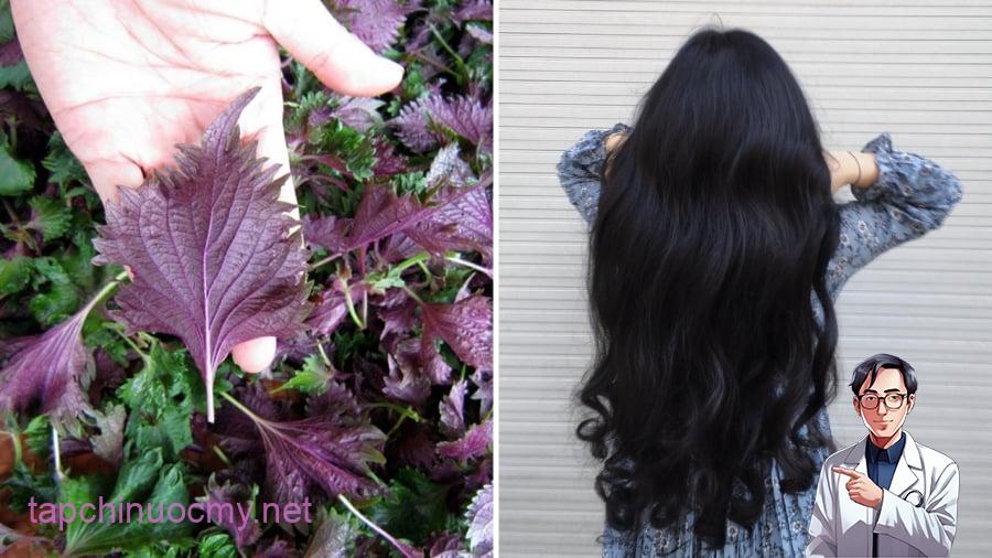Dùng nước lá tía tô để gội đầu mang lại lợi ích trong việc giảm rụng tóc, kích thích mọc tóc.