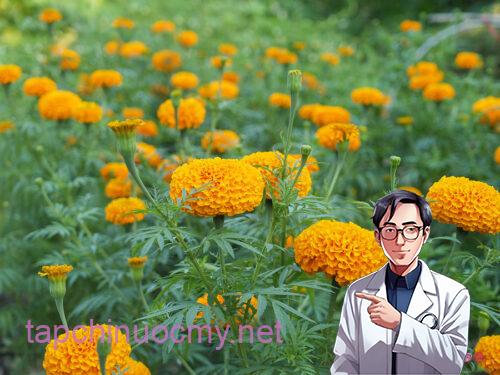 TÌM HIỂU Ý NGHĨA CỦA LOÀI HOA CÚC VẠN THỌ | Hanoi Florist