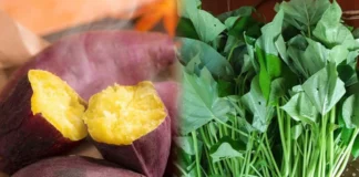 Loại rau từng cho heo ăn ở Việt Nam giờ được Mỹ săn lùng, giá 1 triệu đồng/kg”