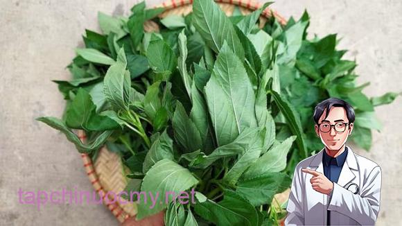 Rau đay, công dụng của rau đay