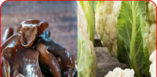 5 loại rau củ quả tiềm ẩn nguy cơ gây hại gan, WHO đưa vào ‘danh sách đen’ cần thận trọng khi sử dụng