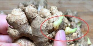Đi chợ thấy gừng như thế này tuyệt đối không mua, người bán rau cũng không ăn, đọc xong đừng chọn nhầm
