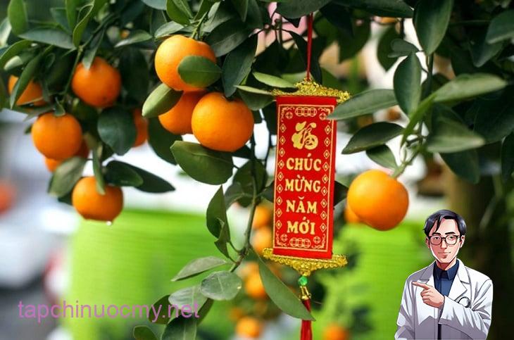  Cây quất