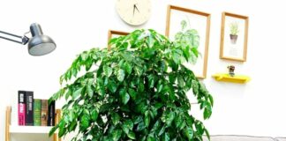 Trong phòng khách nhất định nên trồng 1 cây này để mang lại vượng khí, phát tài, niềm vui và sự mãn nguyện