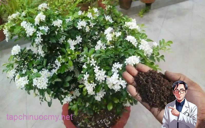 Khi cây hạnh phúc nở hoa cũng báo hiệu thời khắc hạnh phúc của bạn đang đến gần. Tình yêu của bạn sẽ đơm hoa kết trái.