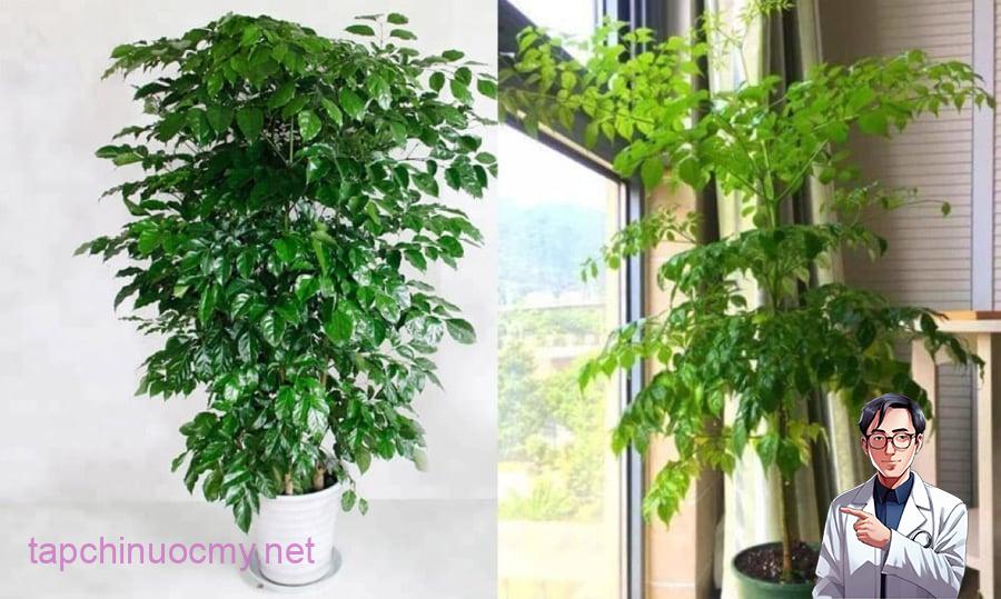 Trong phong thủy cây hạnh phúc mang theo ý nghĩa về sự hạnh phúc, may mắn, sự gắn kết, tình yêu thương. 