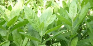 May mắn gặp loài cây này thì đừng vội chặt đi, hàng nghìn người sống lại với 7 bài thuốc từ lá của nó