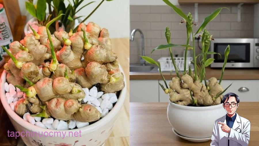 Người mệnh Hỏa và mệnh Mộc rất hợp trồng cây gừng phong thủy.