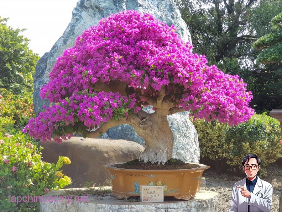 nhung-cay-hoa-giay-bonsai-co-gia-vai-tram-trieu-dong