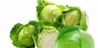 Rau bắp cải vị thuốc quý mà nhiều người không biết