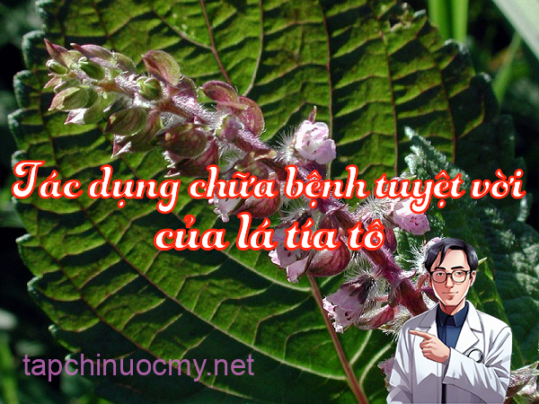 tia-to-chua-benh