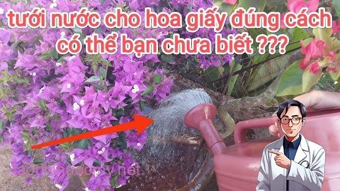 Bây giờ là lúc tưới hoa giấy, dùng nước này hoa giấy bung nở rực rỡ đúng dịp Tết Ất Tỵ